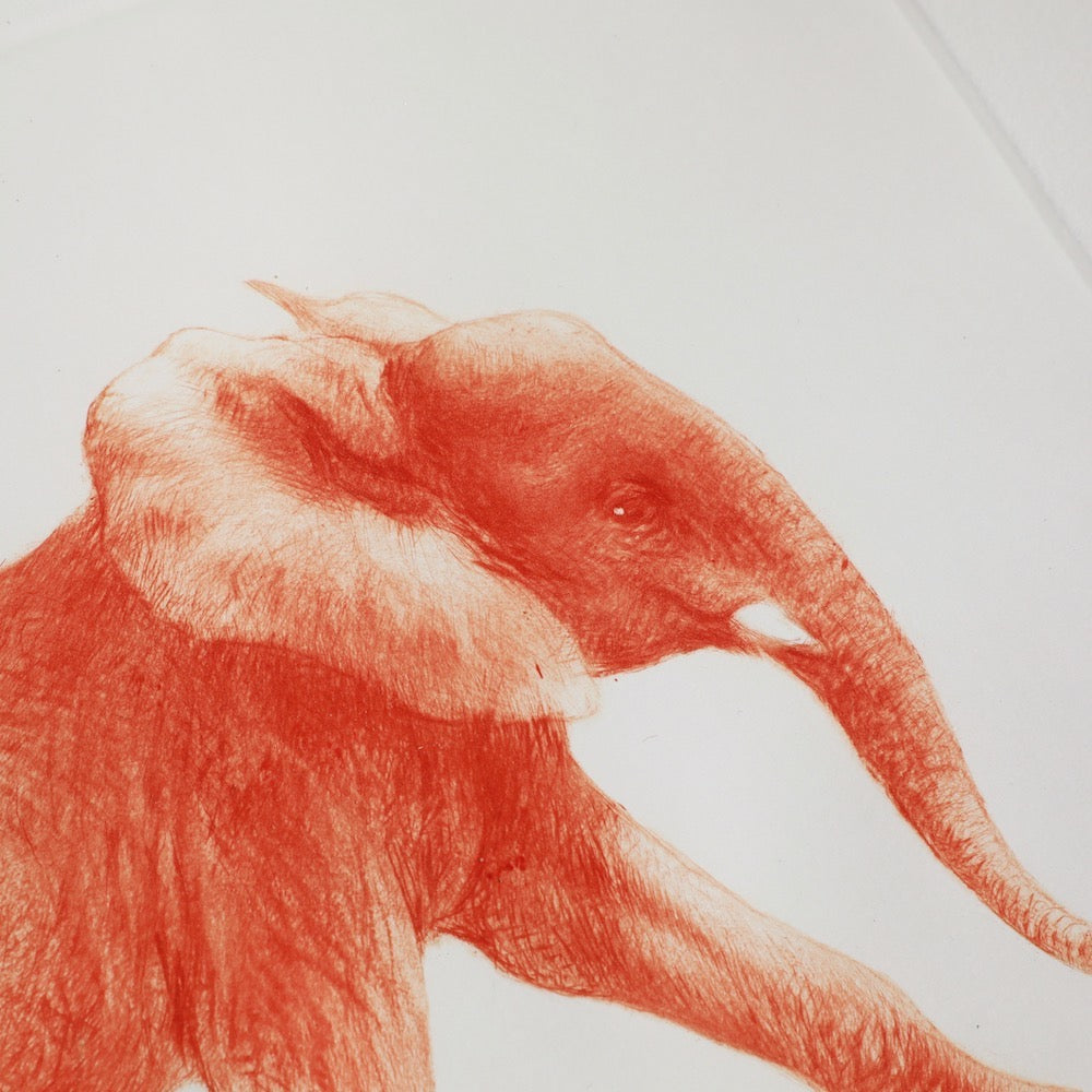 ELEPHANT PRINT ORANGE